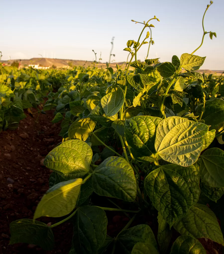 sostenibilidad-agropal sostenibilidad-agropal